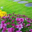 바오밥나무 민박 이미지