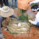 야호푸드 투어코리아