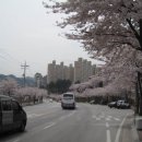 삼척에는 거리마다 벚꽃이 활짝 웃어요. 이미지