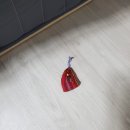 닥터각 동물병원 | [춘천 닥터각 동물병원] 울집냥이 중성화 일기