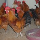 고려농원 이미지