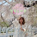 종로도서관 | 서울벚꽃 종로벚꽃 명소 정독도서관 벚꽃 인생샷 스팟 후기