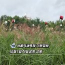 야외정원 스케치 | 서울억새축제10월18일부터 미리다녀온 하늘공원 스케치