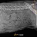 강내동물병원 이미지