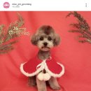 미소댕댕 이미지