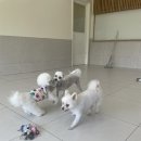 부산애견호텔 강아지유치원 펫퍼센트&코모네하우스 이미지