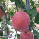 햇뜰농장 이미지