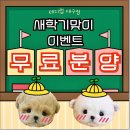 인천강아지분양 테디럽 | 인천말티즈분양 테디럽 입양 후기