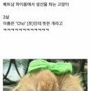 생선고양이