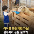 남용농장 | 용인 블루베리 체험농장 '땡볕 피해 실내서 아이랑 놀거리!' (동물 먹이주기)
