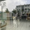 펫 달:리(Pet Dal:Li) 이미지