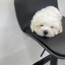 월드전자담배 이미지
