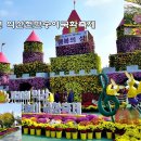 2023년 익산천만송이국화축제 사진 이미지