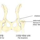 하스펫탈동물병원 이미지