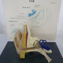 포낙보청기 서울대관악센터 | 관악구보청기 아버지 청력 되찾은 곳👂