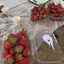병걸농장 | 딸기체험 농가 견학 활동 | 호감농장에서 수확 체험&amp;딸기청 만들기🍓