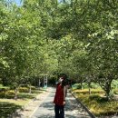 [5월 상하이 여행] 6박 7일 / 2일차 기록 (마시청서커스, 황푸강 유람선등 + 한자/바이두지도 공유)