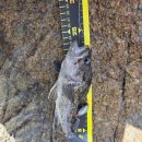 원투 피시 이미지