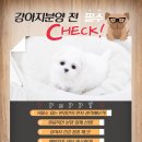 강아지 천국 이미지