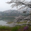 호암의원 Daum카페