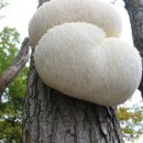 짱이야 애견미용 이미지