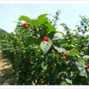 청용농장 이미지