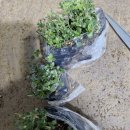 꽃과 식물로 정원가꾸기 | 은은하게 퍼지는 백리향향기, 정원 가꾸기에 딱인 야생화 모종 후기