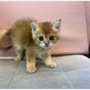 도그마루 천안지점 이미지