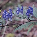 작은꽃지천 이미지