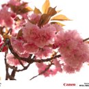 역사공원 | 대구광역시 달서구 월곡역사공원 (겹벚꽃) 방문 후기