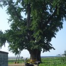 노당1리 이미지