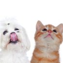 서산동물병원 이미지