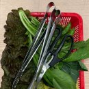 동천대패