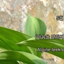 송박사의 꽃 이야기- 산마늘 이미지
