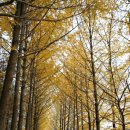 은행나무길 대여소 이미지