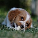 강아지꿈 이미지