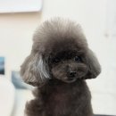 피카소 동물병원 이미지
