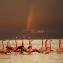 플라밍고 이미지