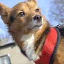 도그베이 이미지