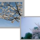 석촌호수 벚꽃축제와 제 개인스튜디오(JS-STUDIO)에 회원님들과 모델님들을 초대합니다(4월6일토요일오전10시) 이미지