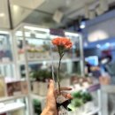 스노우폭스플라워강남 이미지