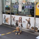 올가펫 네이버블로그
