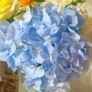 [광화문 원데이클래스] 테라스 꾸까에서 여름 수국 꽃다발 만들기 💐