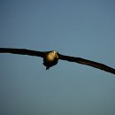 알바트로스 이미지