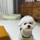 밤스밤스 이미지