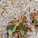 성진농장 | 도마뱀들이 진짜 좋아하는 먹이! 밀웜! 성진선봉밀웜에서 먹여봤어요