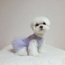 퍼피 비비드(puppy vivid) | 퍼피엔젤 튜튜 강아지 드레스 사진 콘테스트 가 열린대요^^봄바람 휘날리며~흩날리는 벚꽃잎과 함께...