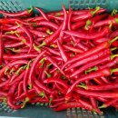 빨간고추 이미지