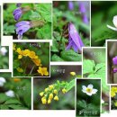 곰배령 꽃길 이미지