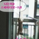 뭉뭉이네 이미지